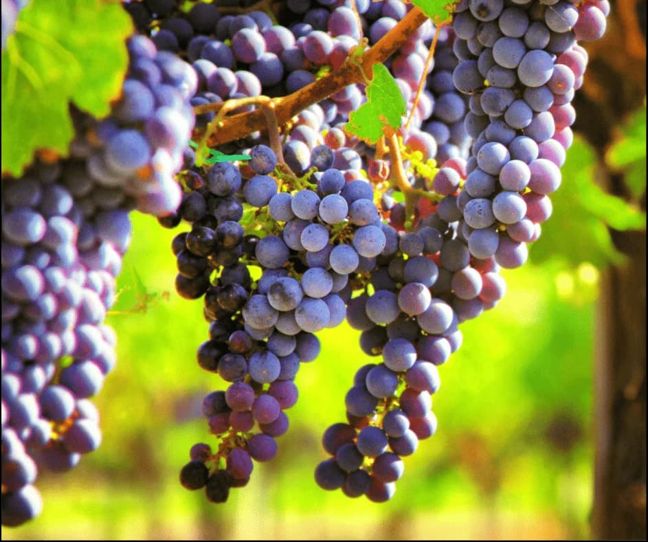 Grapes growing on the plant