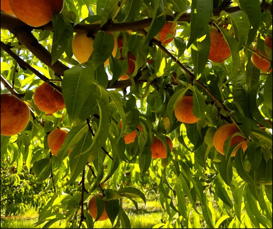 Peach growing on the plant