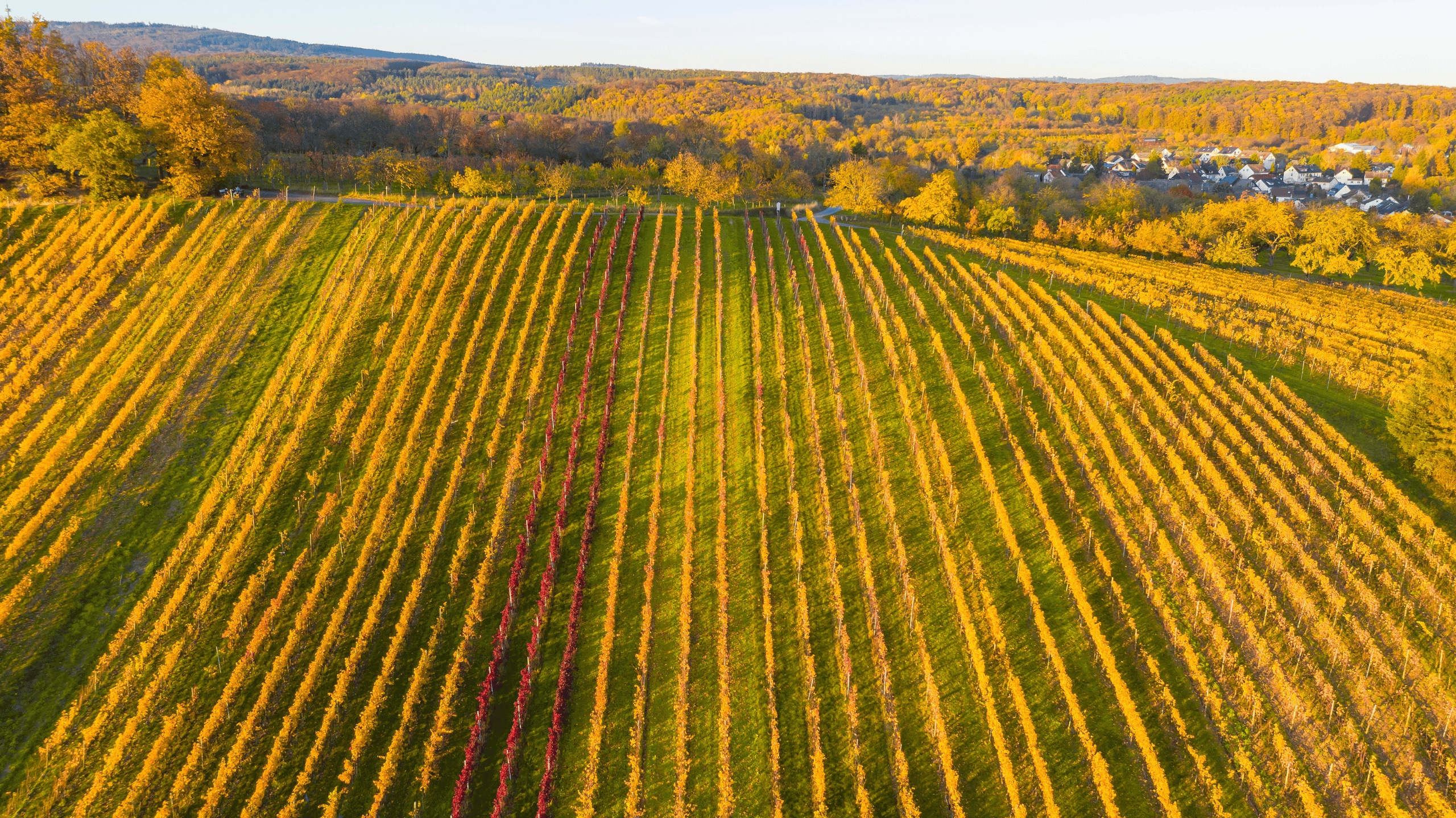 Rows of vines viewed from above
