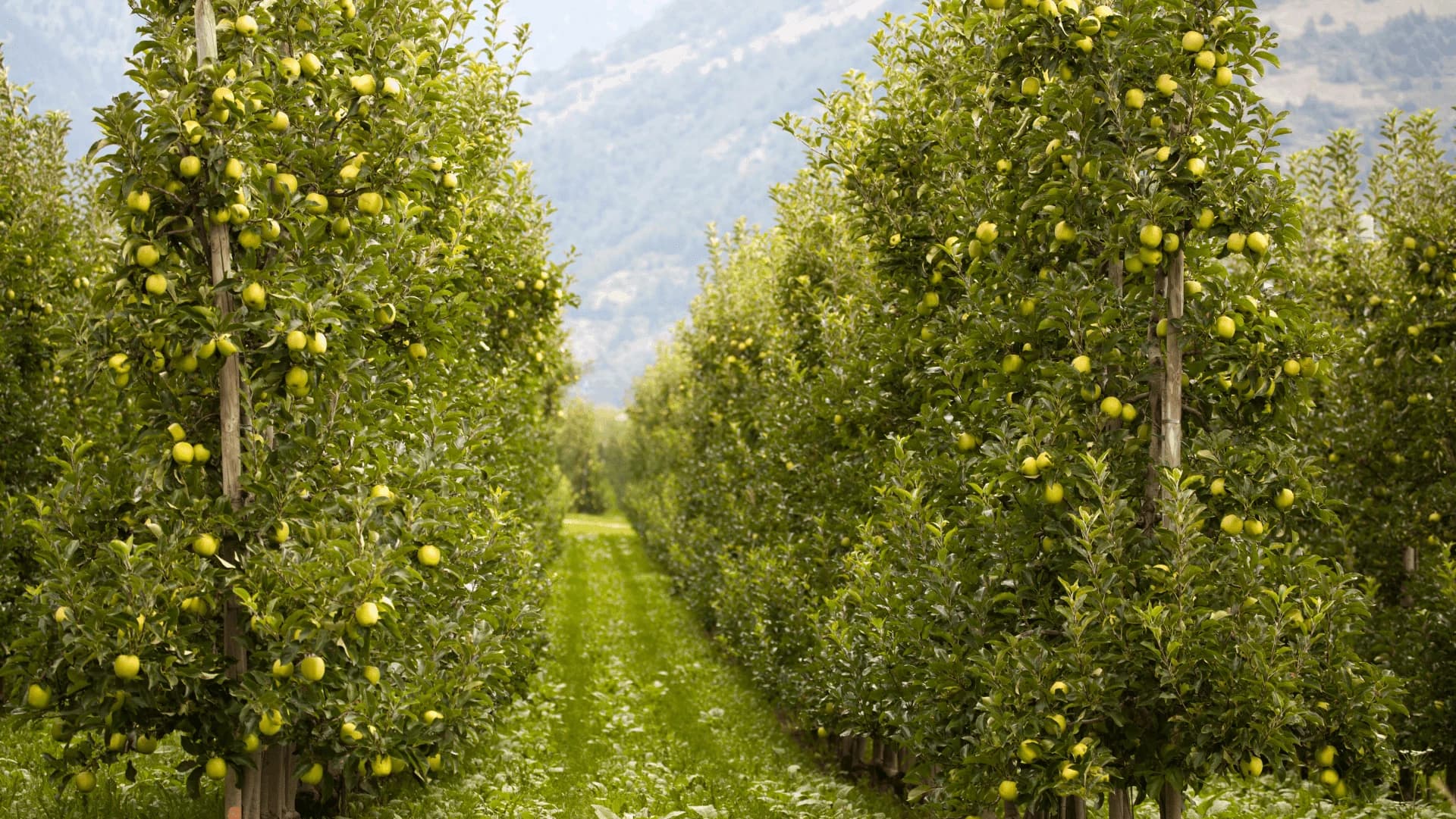 Fruit growing in a sunlit orchard