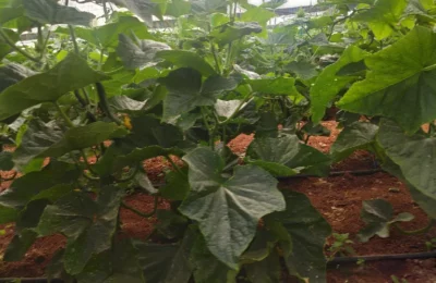 Cucumber - Cucumis sativus - Healthy - PRX - RGB - NA - 20210130 - Image 3