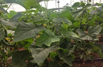 Cucumber - Cucumis sativus - Healthy - PRX - RGB - NA - 20210130 - Image 4