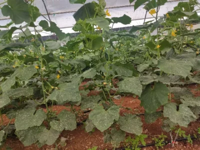 Cucumber - Cucumis sativus - Healthy - PRX - RGB - NA - 20210507