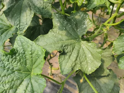 Cucumber - Cucumis sativus - Powdery mildew - PRX - RGB - NA - 20210609 - Image 4