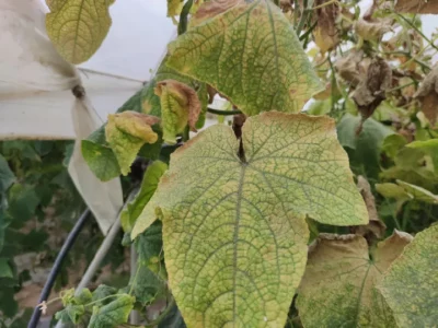 Cucumber - Cucumis sativus - Tetranychus - PRX - RGB - NA - 20201121 - Image 6