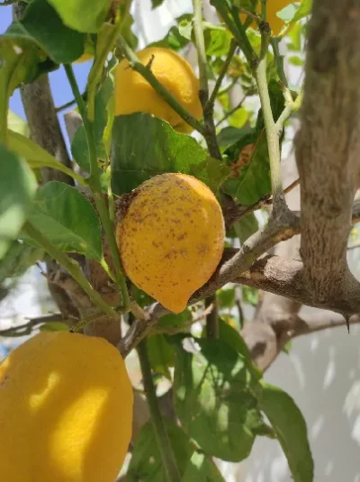 Lemon tree - Citrus limon - Aonidiella aurantii - PRX - RGB - NA - 20210427 - Image 6