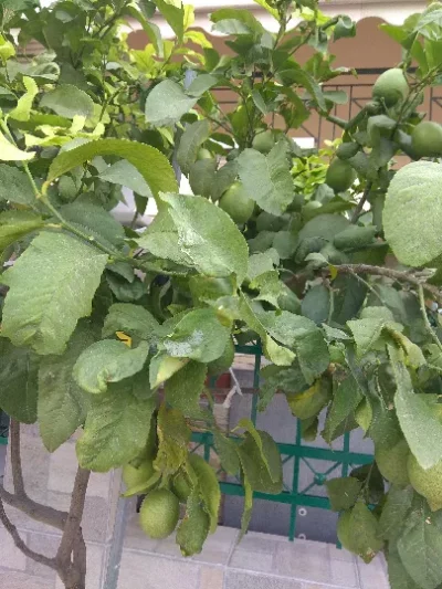 Lemon tree - Citrus limon - Phyllocnistis citrella - PRX - RGB - NA - 20200928 - Image 2