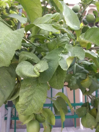 Lemon tree - Citrus limon - Phyllocnistis citrella - PRX - RGB - NA - 20200928 - Image 6