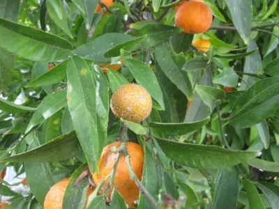 Mandarin tree - Citrus reticulata - Aonidiella aurantii - PRX - RGB - NA - 20201118
