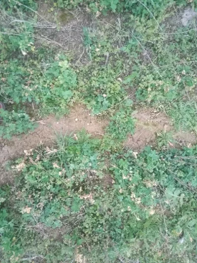 Multiple Weeds - Multiple Weeds - Weed - PRX - RGB - NA - 20210305 - Image 3