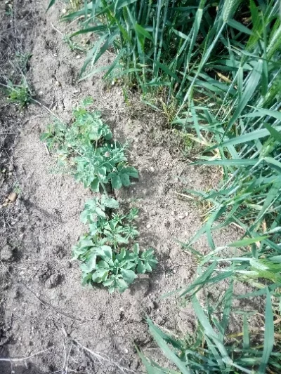 Multiple Weeds - Multiple Weeds - Weed - PRX - RGB - NA - 20210503
