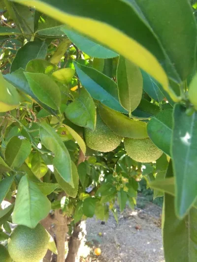 Orange tree - Citrus sinensis - Aonidiella aurantii - PRX - RGB - NA - 20200929 - Image 5