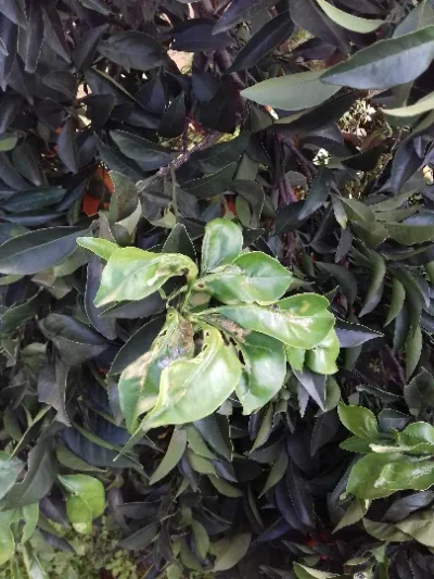 Orange tree - Citrus sinensis - Phyllocnistis citrella - PRX - RGB - NA - 20201217 - Image 3