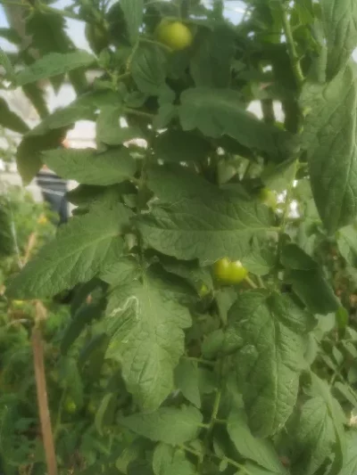 Tomato - Solanum lycopersicum - Liriomyza - PRX - RGB - NA - 20201123 - Image 2