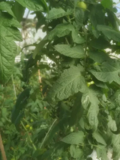 Tomato - Solanum lycopersicum - Liriomyza - PRX - RGB - NA - 20201123 - Image 3