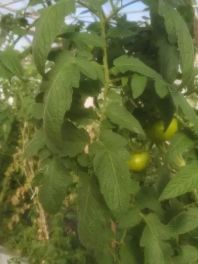 Tomato - Solanum lycopersicum - Liriomyza - PRX - RGB - NA - 20201123 - Image 4